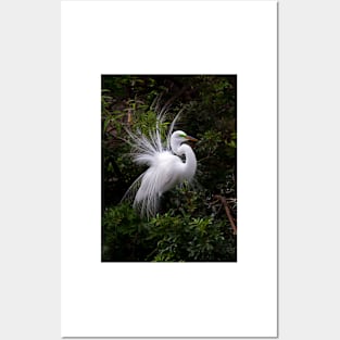 On Display - Great Egret Posters and Art